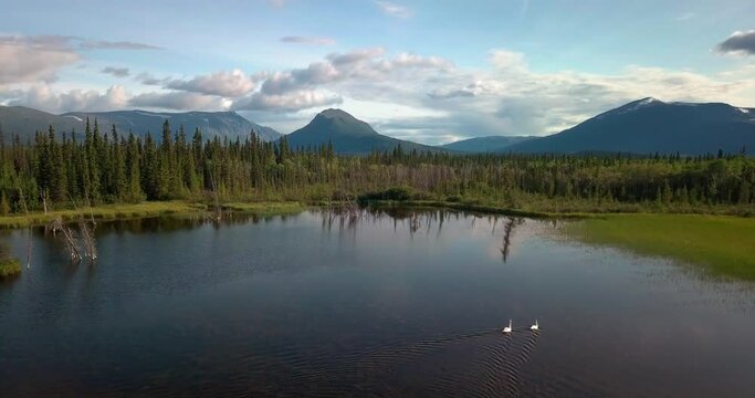 Breathtaking summer Yukon scenic flight above mirror pond lake with two white swans swimming by evergreen tree forest towards majestic Mount Ingram, Ibex valley, Canada, overhead aerial approach