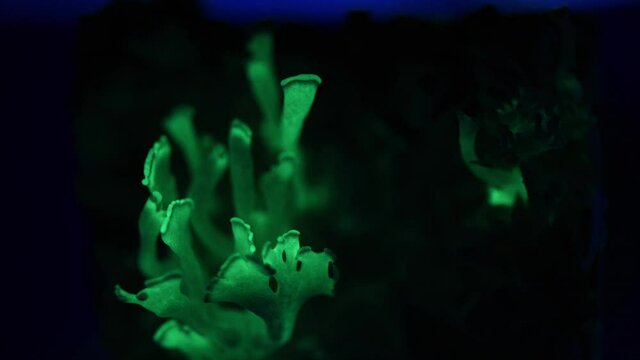 Timelapse Of Bio-luminescence In Bitter Oyster Panellus Stipticus Mushroom