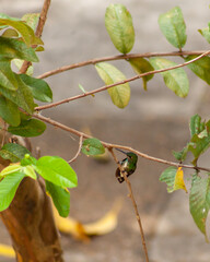 Humming bird sat on branch