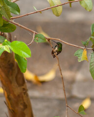 Humming bird sat on branch