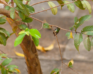 Humming bird sat on branch