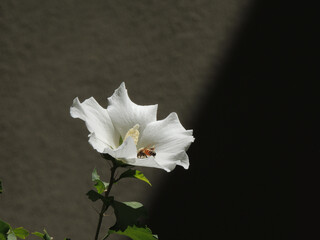 Fototapeta na wymiar flor blanca con abeja alimentándose