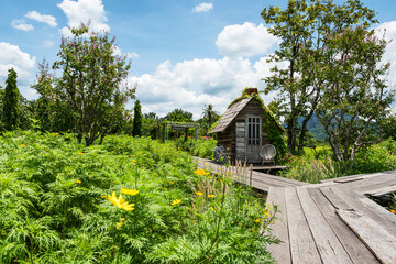 The rainy season landscape of the Asian cosmos garden