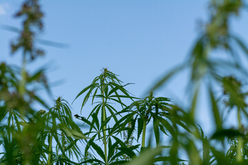 canabis on marijuana field farm sativa weed hemp hash plantation