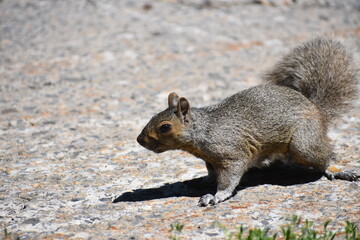 Squirrel
