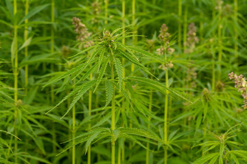canabis on marijuana field farm sativa weed hemp hash plantation