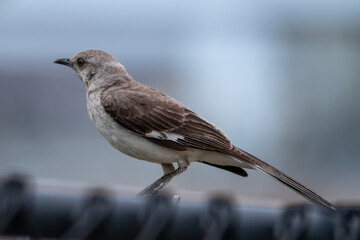 Fototapeta premium Northern Mockingbird on Fence