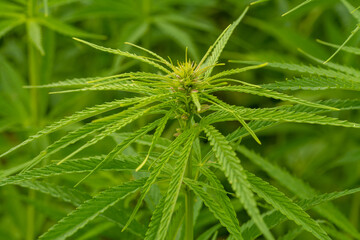 canabis on marijuana field farm sativa weed hemp hash plantation