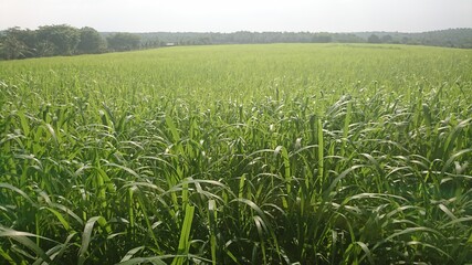 Green lush Paddy Field