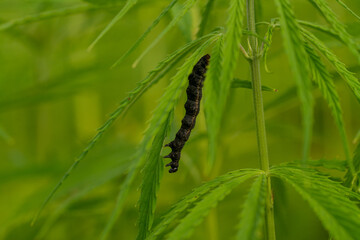 canabis on marijuana field farm sativa weed hemp hash plantation