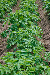 Potato plants grow in rows in a potato field. Green potato crops close up.