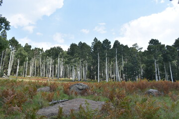 Forest of Flagstaff, AZ