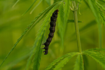 canabis on marijuana field farm sativa weed hemp hash plantation