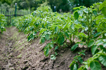 Fototapeta na wymiar Potato plants grow in rows in a potato field. Green potato crops close up.