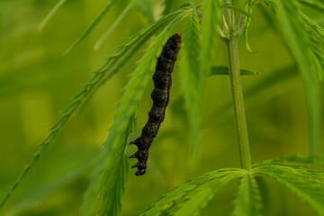 canabis on marijuana field farm sativa weed hemp hash plantation