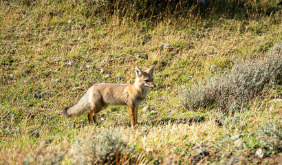 Close up on Southern grey fox in Torres del Paine Park in Patagonia Chile. 