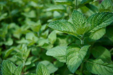 Green plants of mint (Mentha) growing close-up. Bright green background. Top view. Selective focus