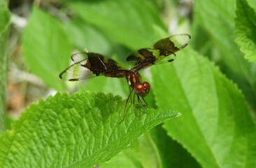 Halloween Pennant dragonfly (Celithemis eponina) in Florida wild