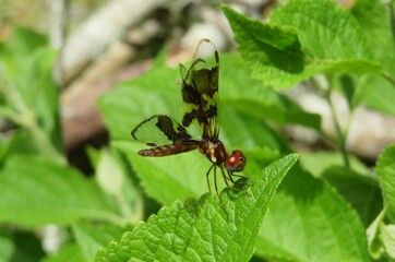 Halloween Pennant dragonfly (Celithemis eponina) in Florida wild, closeup