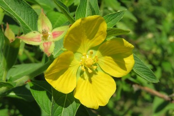 Yellow ludwigia flowers in Florida nature, closeup 