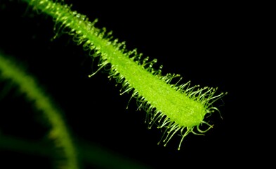 Rosiczka, łac. Drosera Capensis - jest rosliną odżywiającą sie owadami, które wabi imitując krople rosy.