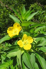 Yellow ludwigia flowers on green leaves background, closeup 