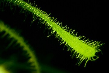 Rosiczka, łac. Drosera Capensis - jest rosliną odżywiającą sie owadami, które wabi imitując krople rosy.