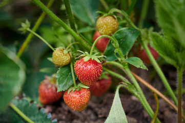 Ripe red strawberry.  Strawberry bush growing in the garden. Natural background. Selective focus