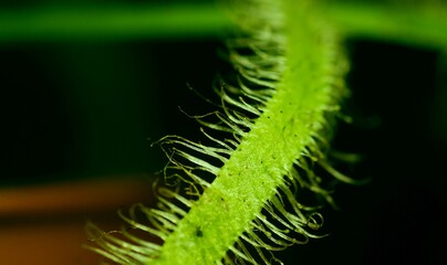 Rosiczka, łac. Drosera Capensis - jest rosliną odżywiającą sie owadami, które wabi imitując krople rosy.