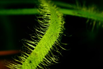 Rosiczka, łac. Drosera Capensis - jest rosliną odżywiającą sie owadami, które wabi imitując krople rosy.