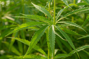 Naklejka na ściany i meble canabis on marijuana field farm sativa weed hemp hash plantation