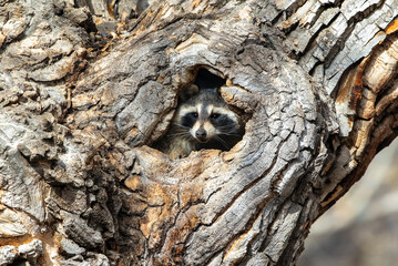 A Raccoon peers out of a hole in a large tree in the daytime.