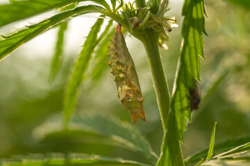 canabis on marijuana field farm sativa weed hemp hash plantation
