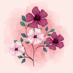 flowers purple and pink color, branches with leaves, nature decoration vector illustration design