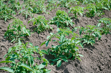 young tomatoes plants grow in rows in the garden. Gardening background