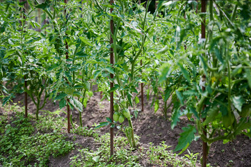Fototapeta na wymiar tomatoes plants grow in rows in the garden. Gardening background. Green tomatoes hanging on the bushes