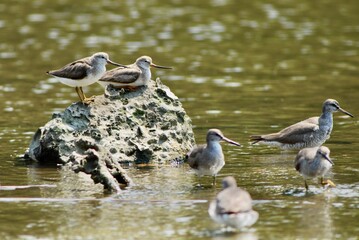ソリハシシギ・キアシシギ