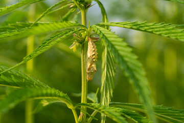 canabis on marijuana field farm sativa weed hemp hash plantation