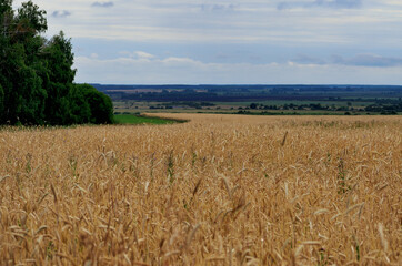 landscape of a wheat field along a rural road leaving in the distance in cloudy ore weather