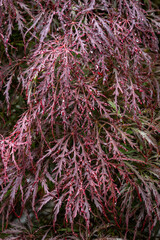 Red lace leaf Japanese maple with rain drops, as a nature background
