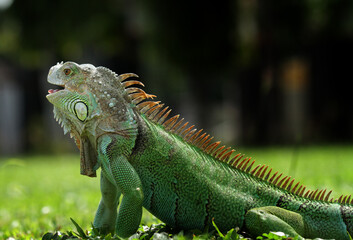green iguana on a grass