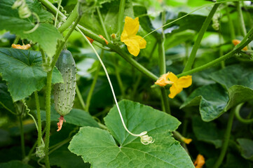 Small fresh cucumbers grow in the garden. Selective focus. agricultural background 