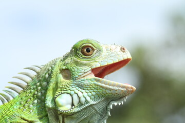 Fototapeta premium iguana on a tree