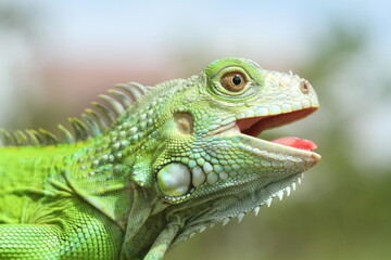 green iguana on a branch