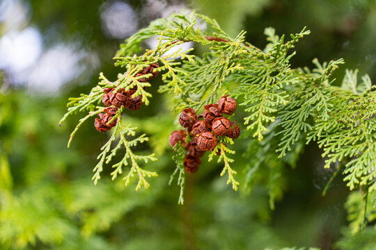 Seeds of Japanese cypress are growing in Japan.