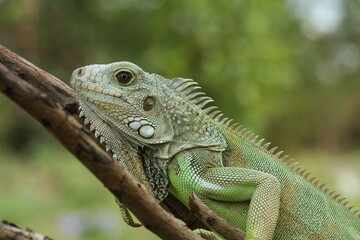 Fototapeta premium iguana on a tree