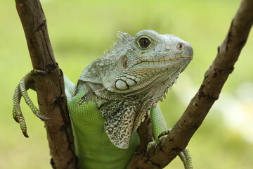 iguana on a branch