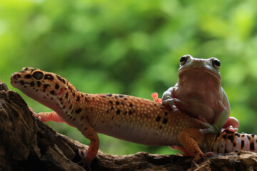 frog and gecko on a tree