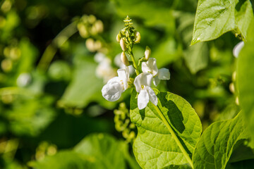 Plant with white beans in a bright lush kitchen garden in sunlight in summer.