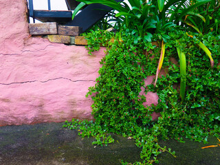rustic wall with green creeper
